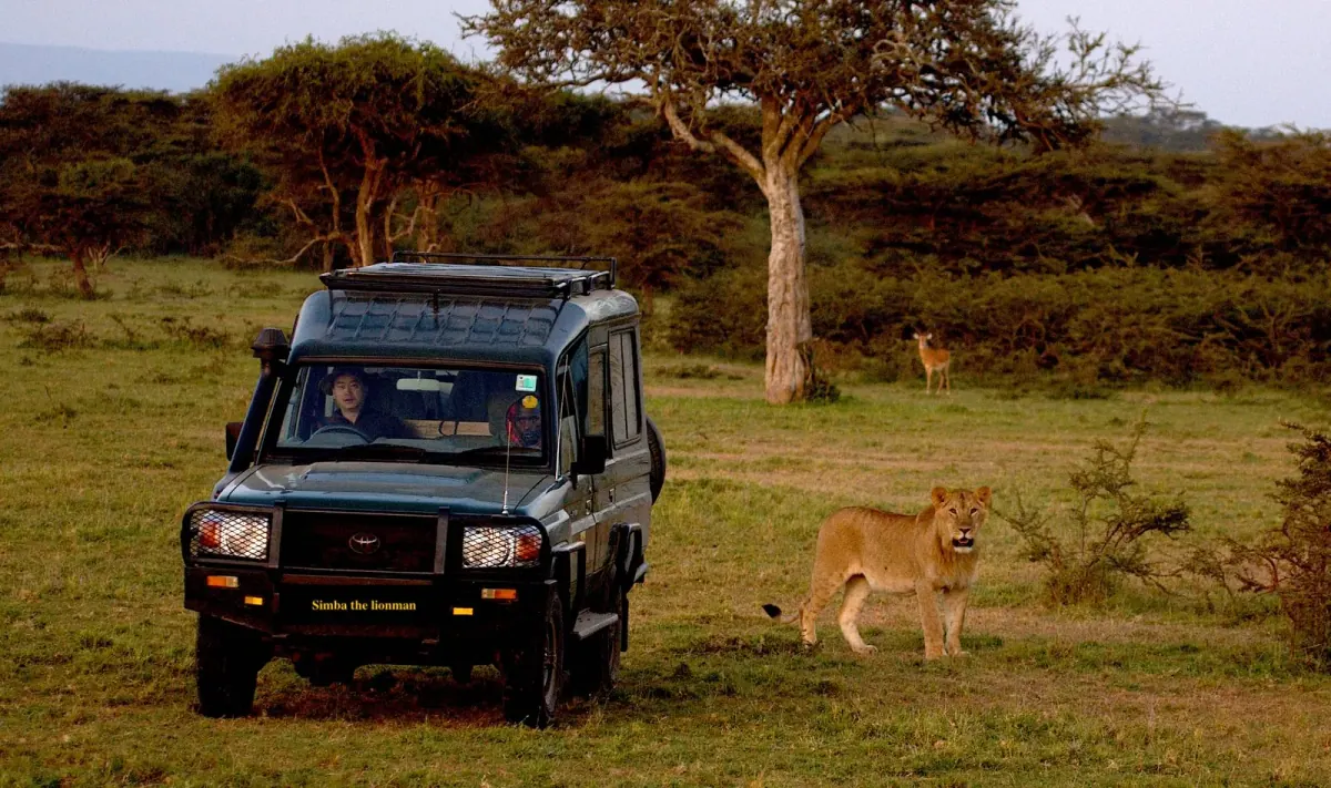 Simba Qiang Zhuo in his safari vehicle, a young lion standing beside it, Maasai Mara